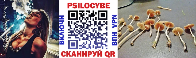 Галлюциногенные грибы Psilocybine cubensis  Бийск 